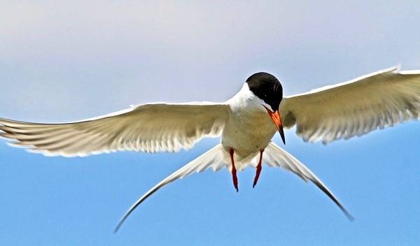 Forster's Tern by ann.morrison75 is licensed under CC BY-NC-ND 2.0
